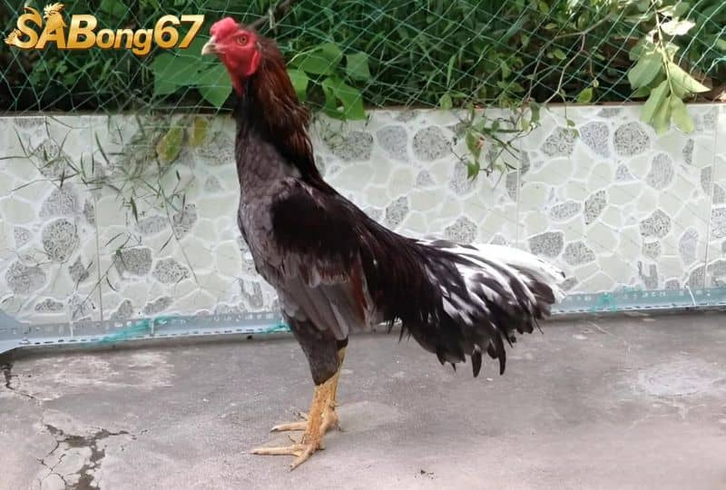 Cách Chăm Sóc Gà Chọi Sau Khi Đá 