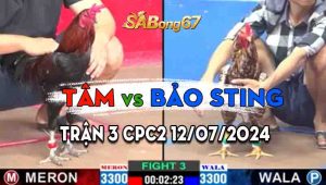 Trận 3 CPC2 12/07/2024 - Gà Bảo Sting Đá Đối Thủ Té Xỉu