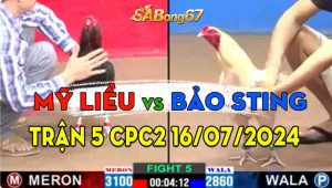 Trận 5 CPC2 17/07/2024 - Gà Mỹ Liều Bị Gà Bảo Sting Đá Quẹo Cổ