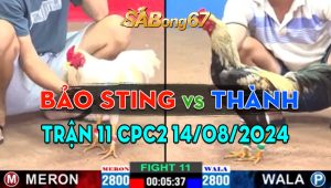 Trận 11 CPC2 14/08/2024 - Mẻ Hiệu Bảo Sting Hạ Gọn Ông Thầy