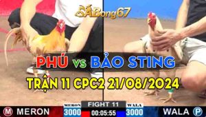 Trận 11 CPC2 21/08/2024 - Gà Bảo Sting Có Chân Xạo Lờ Hạ Gà Anh Phú