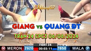 Trận 24 CPC3 06/08/2024 - Gà Quang Đồng Tháp Đâm Cựa Ngay Ông Địa