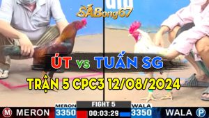 Trận 5 CPC3 12/08/2024 - Gà Anh Tuấn Sài Gòn Đâm Cựa Quá Dã Man