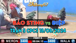 Trận 5 CPC3 18/08/2024 - Gà Anh Bảo Sting Canh Chặn Tốt Hạ Gà Anh Điệp