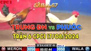 Trận 6 CPC1 17/08/2024 - Gà Anh Phước Đá Cựa Chắc Như Bắp