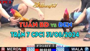 Trận 7 CPC1 31/08/2024 - Gà Anh Tuấn Bình Dương Hạ Đẹp Anh Đen