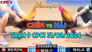 Trận 9 CPC1 31/08/2024 - Gà Khét Hiệu Anh Chín Đá Tải Cựa Quá Tốt