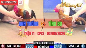 Trận 11 CPC1 03/09/2024 Anh Thống Đá Xổ Anh Tính BD