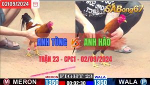 Trận 23 CPC1 02/09/2024 Anh Tùng Đá Xổ Anh Hào