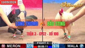 Trận 3 CPC2 11/09/2024 Anh Long Thomo Đá Xổ Anh Bảo Sting