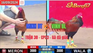 Trận 38 CPC3 16/09/2024 Anh Minh Bến Tre Đá Xổ Anh Vinh BL