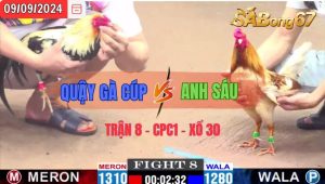 Trận 8 CPC1 09/09/2024 Anh Quậy Gà Cúp Đá Xổ Anh Sáu