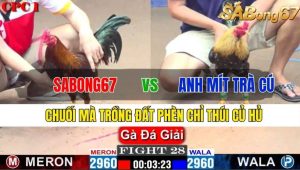 TRẬN 28 CPC1 14/11/2024-Chuối Mà Trồng Đất Phèn Chỉ Có Thúi Củ Hủ