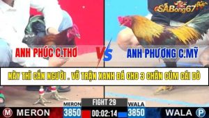 TRẬN 29 CPC3 14/2/2025