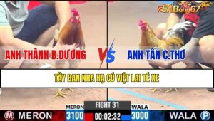 TRẬN 31 CPC3 13/2/2025