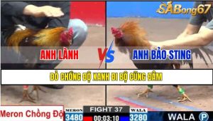 TRẬN 37 CPC2 26/02/2025