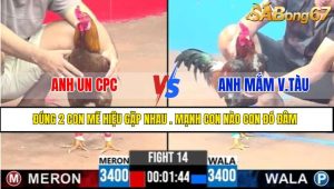 Trận 14 CPC3 9/4/2025