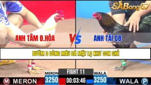TRẬN 11 CPC3 11/5/2025