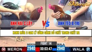TRẬN 14 CPC3 11/5/2025