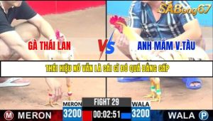 TRẬN 29 C3 25/05/2025