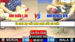 TRẬN 31 C1 15/5/2025