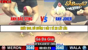 TRẬN 36 C1 15/5/2025