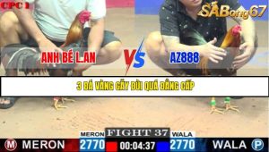 TRẬN 37 C1 29/05/2025