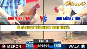 TRẬN 8 C3 21/05/2025