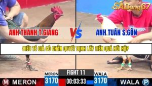 Trận 11 Bồ Gà C1 30/6/2025