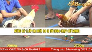 Trận 11 Bồ Gà CPC5 14/6/2025