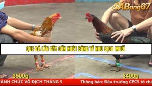 Trận 11 Bồ Gà CPC5 17/6/2025