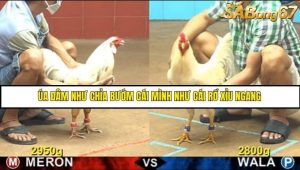 Trận 12 Bồ Gà CPC4 17/6/2025