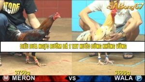 Trận 12 Bồ Gà CPC4 21/6/2025