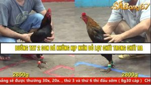 Trận 12 Bồ Gà CPC5 16/6/2025