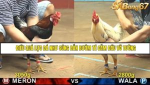 Trận 13 Bồ Gà CPC4 21/6/2025