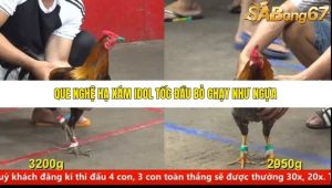 Trận 14 Bồ Gà C5 Ngày 27/6/2025