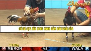 Trận 14 Bồ Gà CPC4 21/6/2025