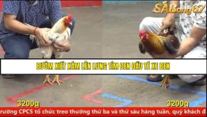 Trận 14 Bồ Gà CPC5 14/6/2025