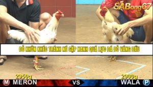 Trận 15 Bồ Gà CPC4 16/6/2025