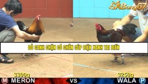 Trận 15 Bồ Gà CPC4 17/6/2025