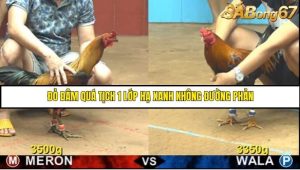 Trận 15 Bồ Gà CPC4 21/6/2025