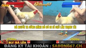 Trận 15 Bồ Gà CPC5 16/6/2025