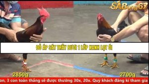 Trận 15 Bồ Gà CPC5 17/6/2025
