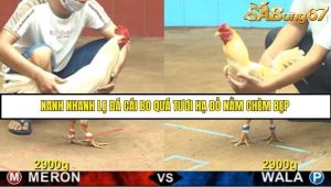 Trận 16 Bồ Gà CPC4 18/6/2025