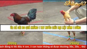 Trận 16 Bồ Gà CPC5 16/6/2025