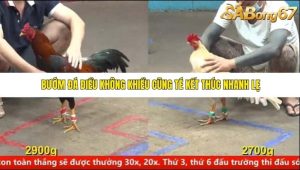 Trận 18 Bồ Gà C5 27/6/2025