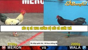 Trận 18 Bồ Gà CPC5 16/6/2025