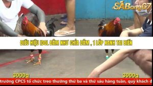 Trận 2 Bồ Gà C5 Ngày 27/6/2025