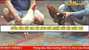 Trận 2 Bồ Gà CPC5 16/6/2025