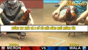 Trận 26 Bồ Gà CPC4 18/6/2025